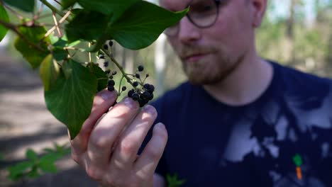 man grabs and smells black berries from a bush and throws them away, medium shot