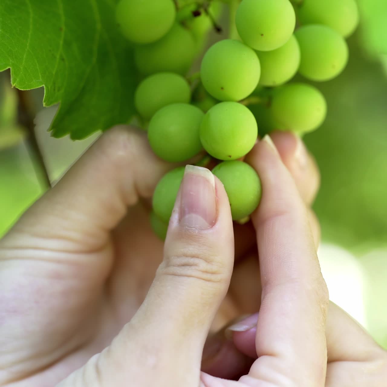Bunch of unripe grapes hanging on a vine. Picking grapes on farm. Vineyard close up