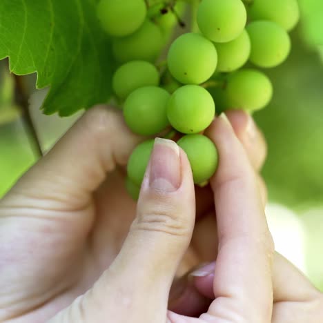 bunch of unripe grapes hanging on a vine. picking grapes on farm. vineyard close up