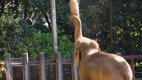 elephant reaching for food with trunk