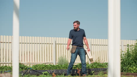young farmer walking with wooden crate through white frame near green crop rows on sunny day inspecting plants for growth and health carrying gloves and pliers in belt