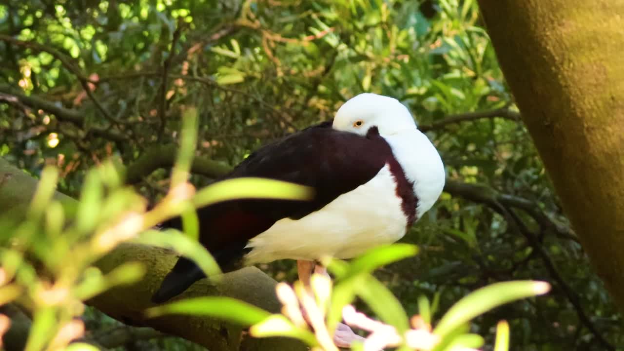 A Radjah shelduck perches quietly on a tree branch, surrounded by lush green leaves.