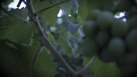 shooted in slow motion, organic grape tree, leaf and immature green grapes in chile