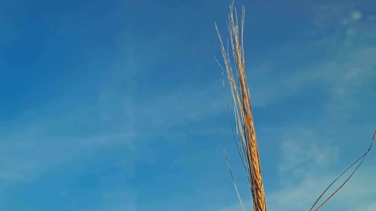 Visuale macro di una spiga di grano dorata che si muove delicatamente al rallentatore sotto un cielo blu
