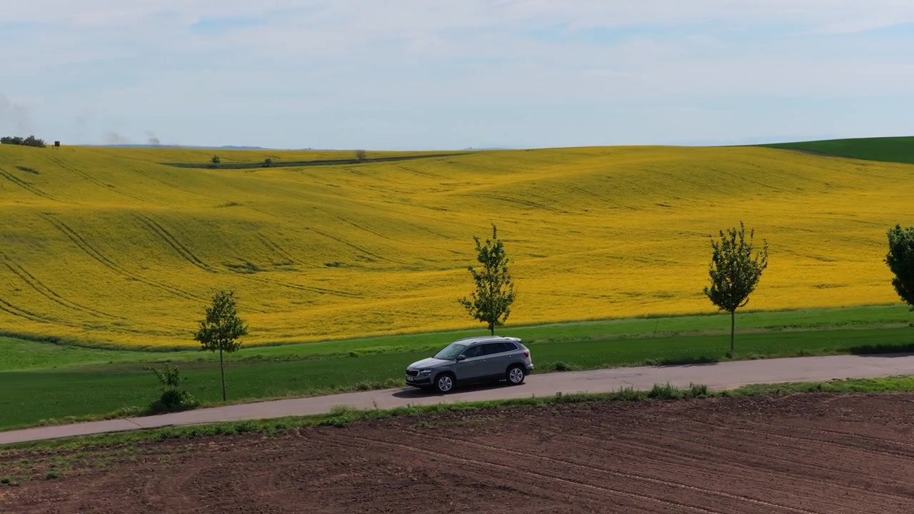 Vista aerea con drone di un'auto che percorre una vasta campagna di colza verde e gialla con un albero solitario e dolci colline, Moravia, Repubblica Ceca.