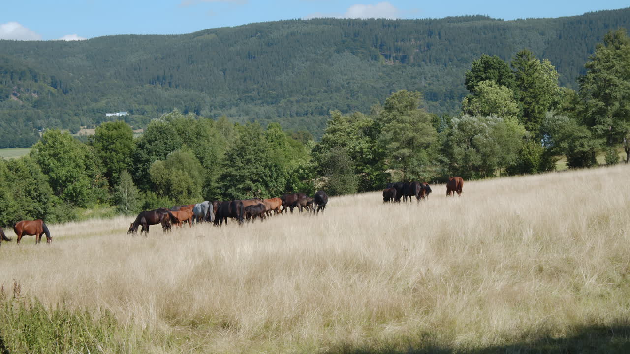 Gruppo di cavalli al pascolo in un campo soleggiato di campagna, paesaggio estivo