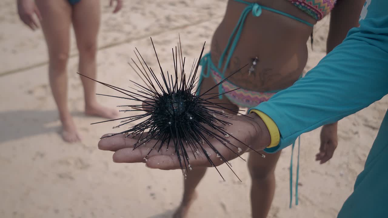 hombre con ropa azul sostiene negro vivo erizo de mar en la mano