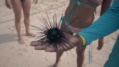 man in blue clothing holds black alive sea urchin on hand