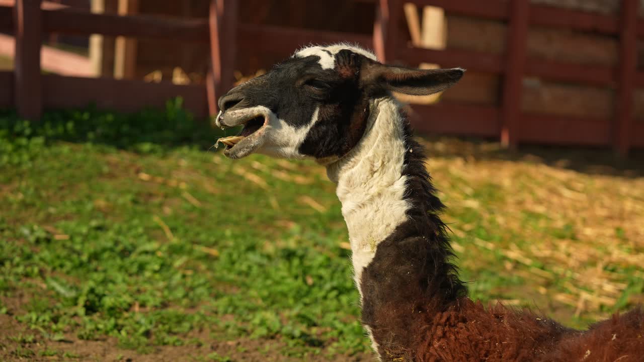 잔디를 먹는 라마