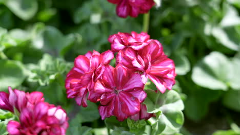 bright and vibrantly colored pink geraniums - isolated close up