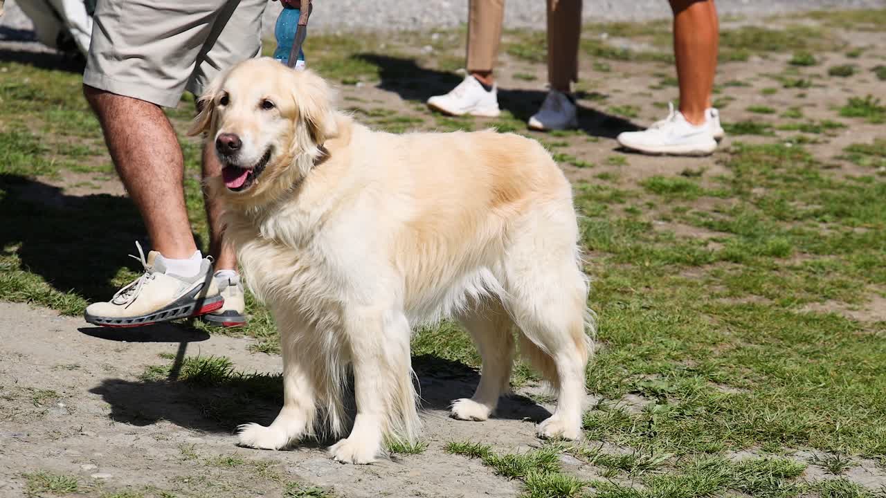 공원 에서 사람 들 과 함께 서 있는 골든 리트리버