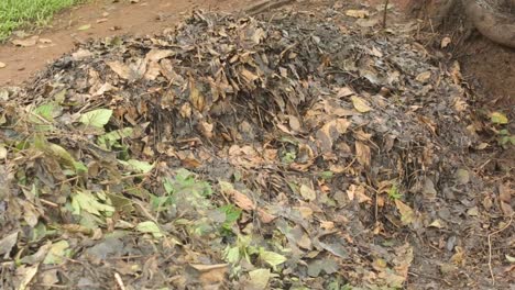 close up zoom in shot of organic manure with dry leaves in countryside