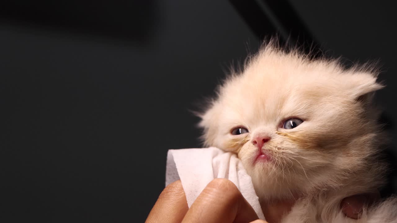 페르시아 고양이가 눈을 청소하고 있습니다.