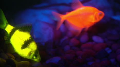 dos peces fluorescentes brillando en un acuario