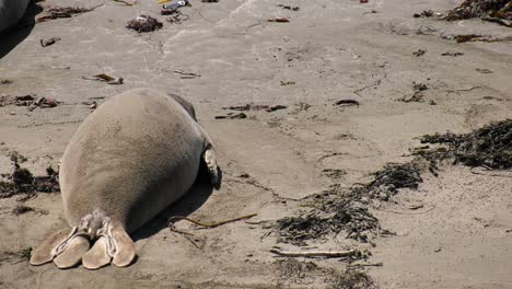 las focas se relajan en la playa soleada