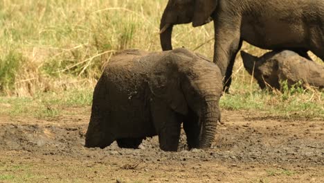 a little elephant languishing from the heat in the wild savannah digs in a hole with water