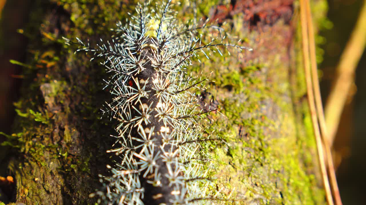 A venomous spiny caterpillar crawls over mossy bark in Peru’s Amazon, captured in vivid closeup.
