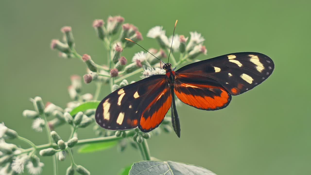 Bellissima farfalla Tiger Longwing posata su un fiore selvatico, che apre e chiude delicatamente le ali, Costa Rica