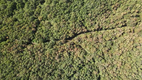 Bosque-De-Drones-Aéreos