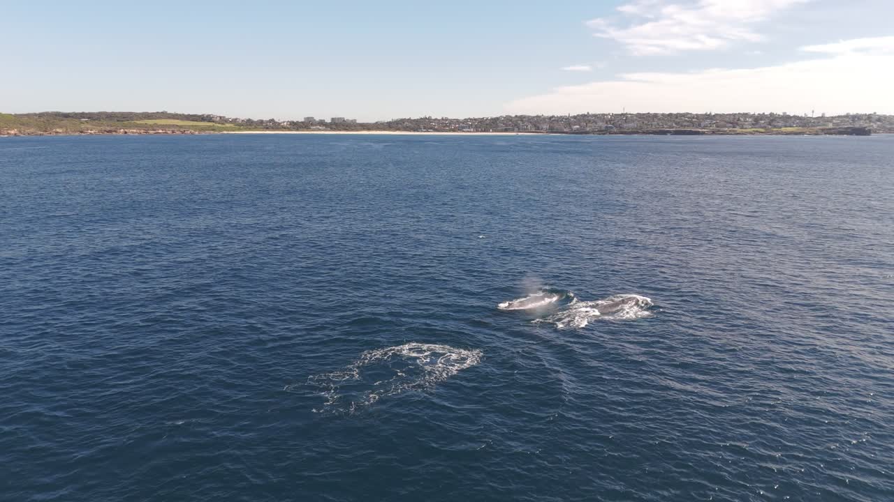 Drone Aerial View Following Humpback Whales Migrating Along Sydney Coastline with Maroubra Beach in Sight During Winter Whale Watching Season in Australia
