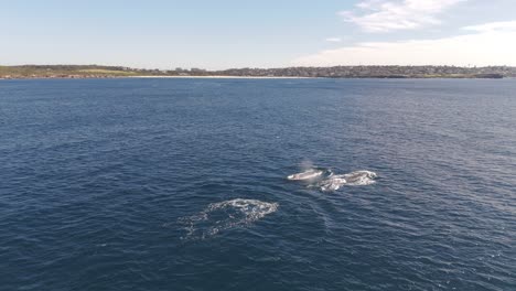 drone aerial view following humpback whales migrating along sydney coastline with maroubra beach in sight during winter whale watching season in australia