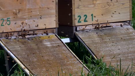 Toma-En-Cámara-Lenta-De-Muchas-Abejas-Volando-En-Una-Colmena-De-Madera-Al-Aire-Libre-A-La-Luz-Del-Sol