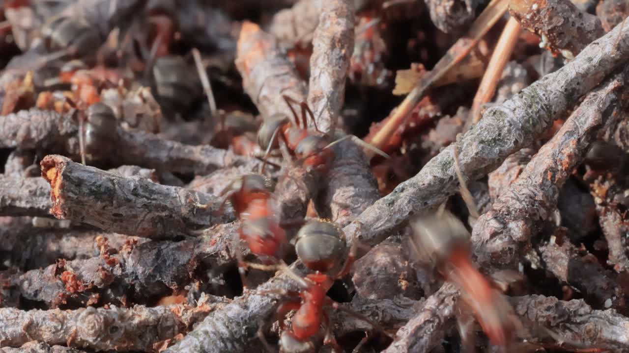 야생의 개미 클로즈업입니다.