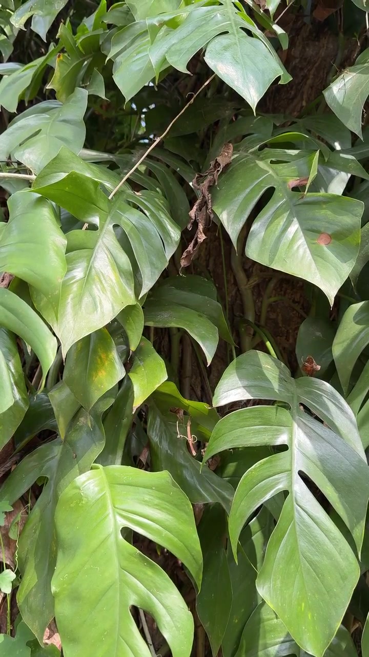 Foglie di Monstera verdi e lussureggianti che crescono su un tronco d'albero.