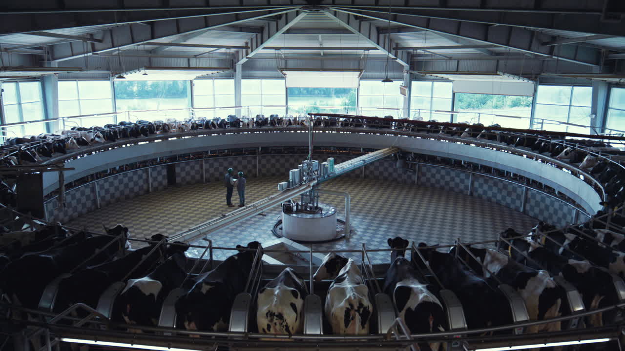Automatische melkcarrousel in modern melkveebedrijf. Interieur van moderne melkstal.