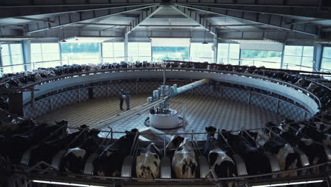 Automatic-milking-carousel-modern-dairy-farm-facility.-Modern-parlour-interior.