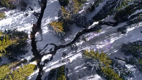 group of hikers walking through snow covered forest with high pine trees along natural stream