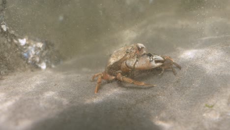 North-Sea-Crab-hunting-on-smaller-competitors