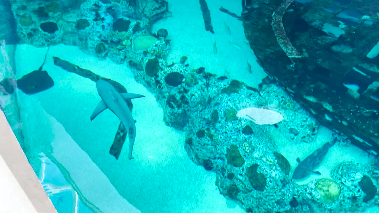 Shark in tank at aquarium