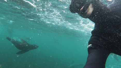 diver takes slofie with sea lion, snorkeling in wetsuit, south africa