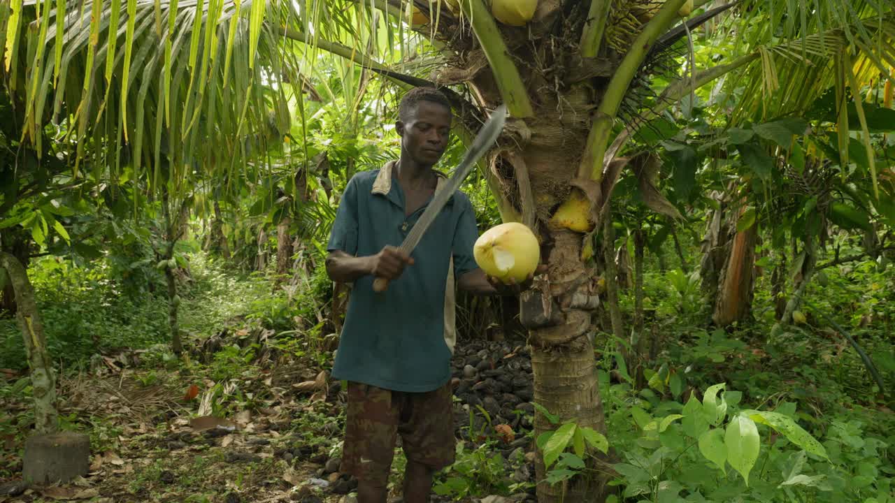 hombre negro africano cortando un coco dentro de una selva tropical usando un gran cuchillo machete