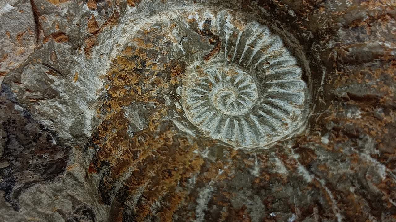 Close Up of Petrified Ammonite Fossil