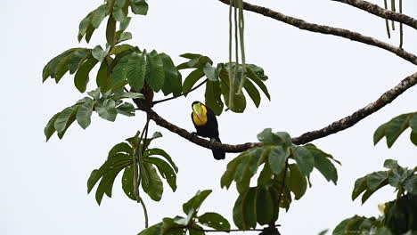 Keel-billed-Toucan---tree