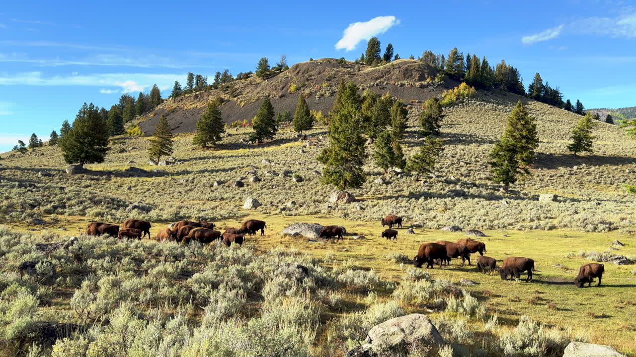 Filmisk slow motion-panorering åt vänster: Stor buffelhjord i Lamar Valley, Yellowstone nationalpark (Wyoming, Montana). Vilda djur under hösten, soligt med vackra gula färger. Fantastiskt bergslandskap i dagsljus.