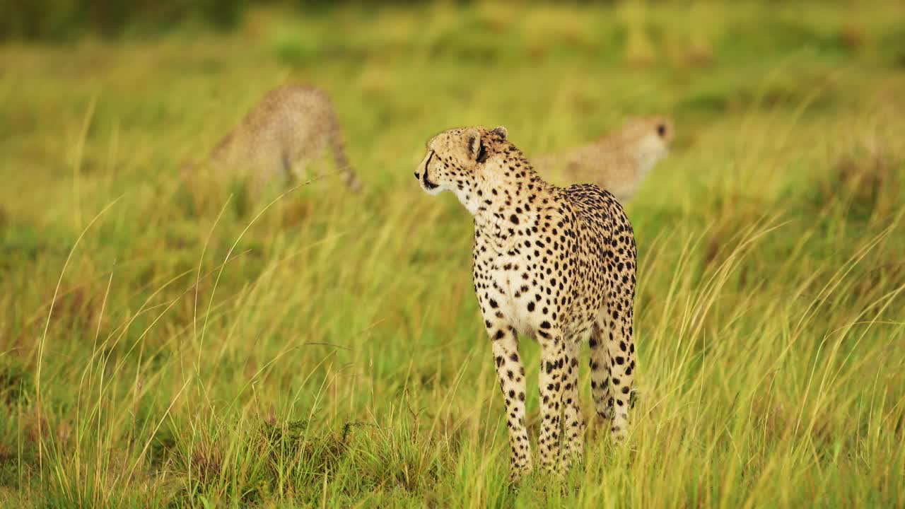 vida silvestre africana en peligro en la reserva nacional de masai mara, animal en peligro de extinción, necesidad de protección y conservación en kenia, áfrica animales de safari en masai mara