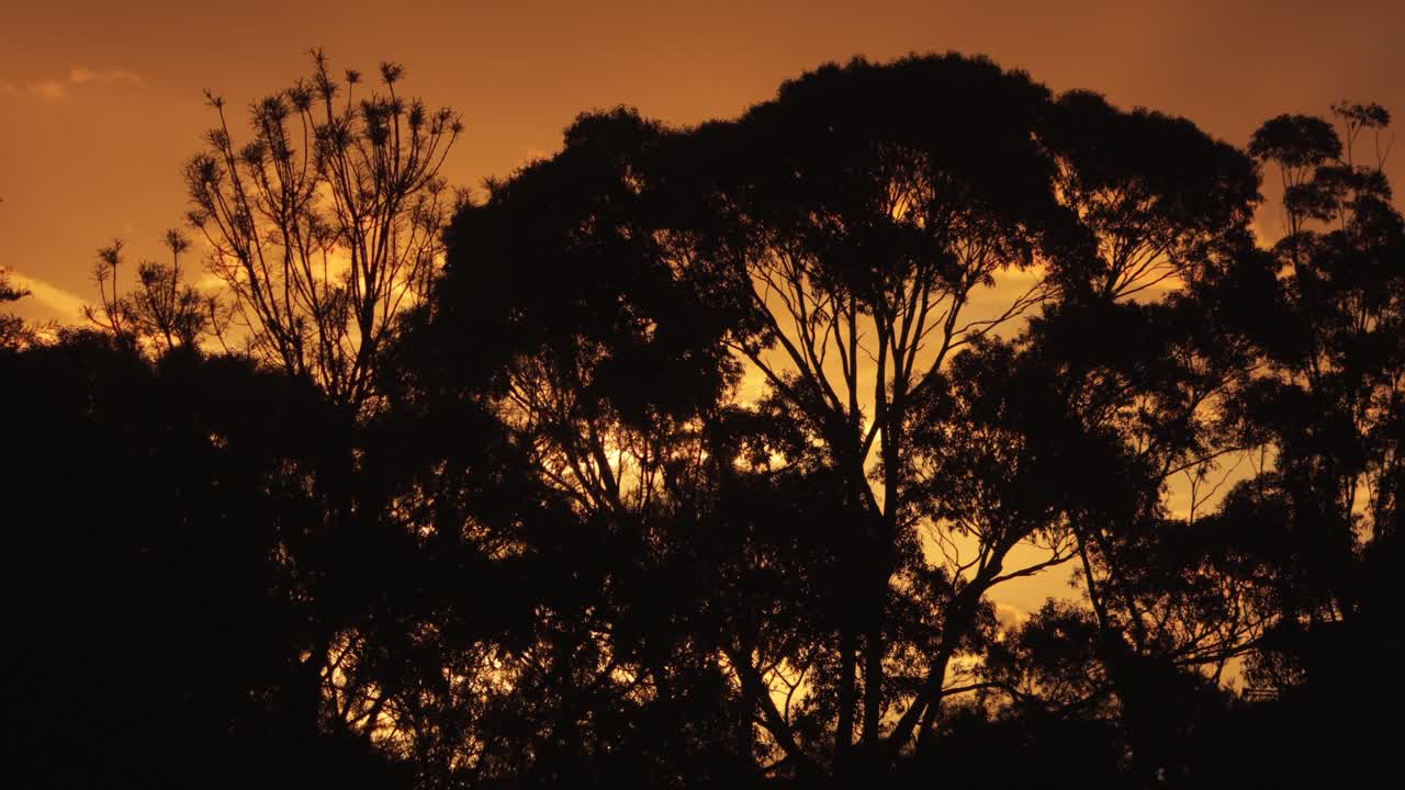 Australian Sunset Big Gum Trees Australia Maffra Gippsland Victoria