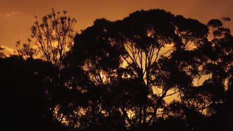 el atardecer australiano los grandes árboles de goma australia maffra gippsland victoria