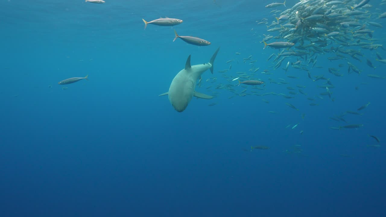 Great White Shark appears behind a cloud of fish around a piece of bait, getting close and swimming by while cage diving at the island of Guadalupe, Mexico. Slow motion shot