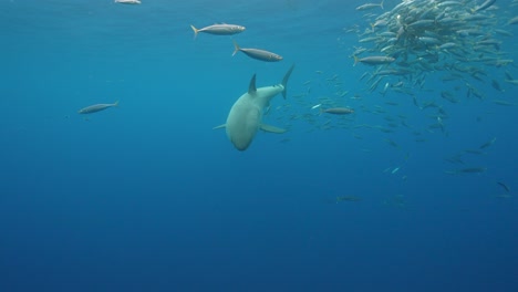 great white shark appears behind a cloud of fish around a piece of bait, getting close and swimming by while cage diving at the island of guadalupe, mexico. slow motion shot