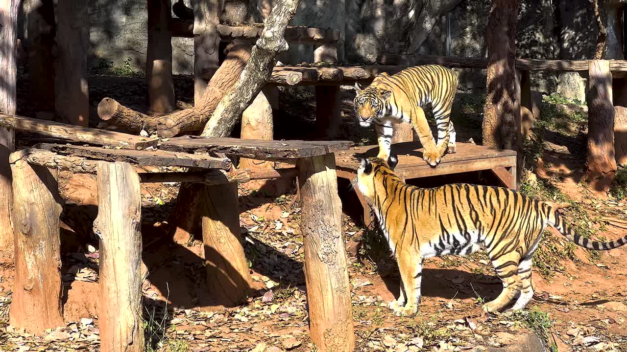 tigre caminando y explorando su hábitat del zoológico