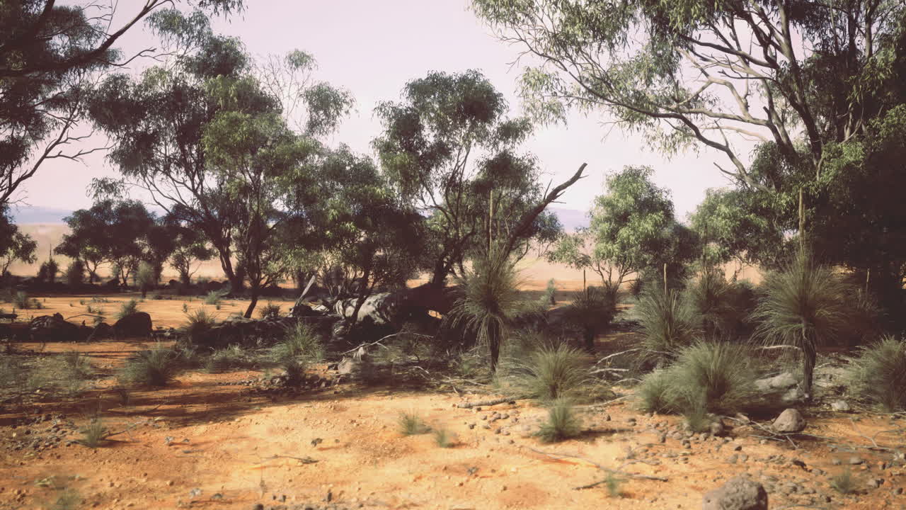 Vibrant australian landscape showcasing eucalyptus trees and dry terrain