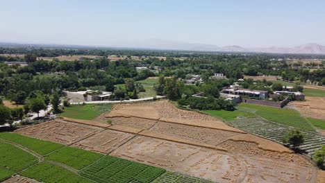campos de maíz