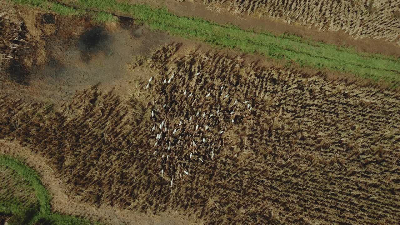 video de 4k de patos drones corriendo unos alrededor de otros en un campo de arroz