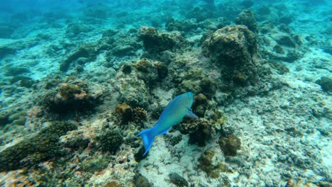 Tropical-blue-fish-in-the-ocean-swimming-forward-in-the-sea-in-Seychelles