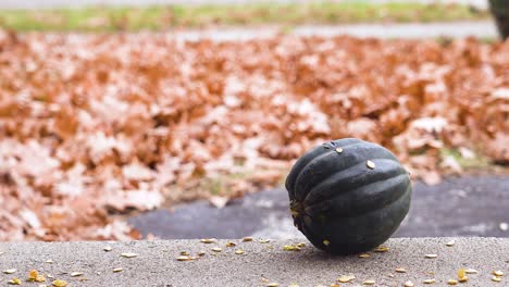 Ein-Eichhörnchen-Attackiert-Im-Herbst-2020-Einen-Kürbis-In-Norton-Shores,-Mi