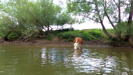 Braun-weiße-Hereford-Kuh,-Die-Vom-Fluss-Wye-Inmitten-Grüner-Wälder-Trinkt